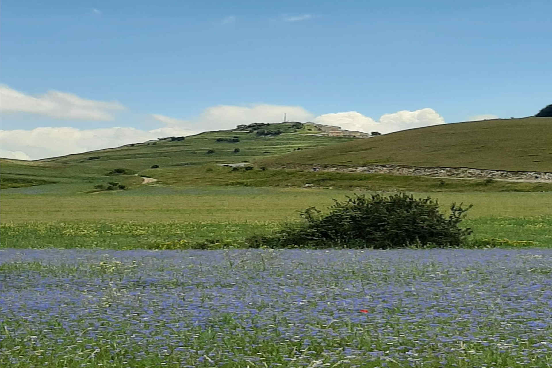 Viaggio nelle Marche: infiorata Castelluccio